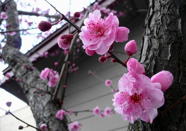 Blossoms2  Feb 5th 2010.JPG