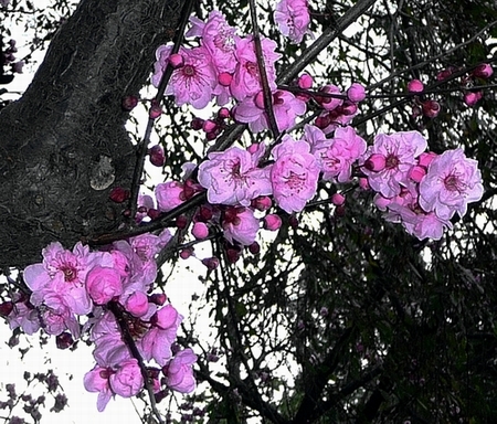 Blossoms1  Feb 5th 2010.JPG