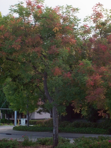 Fall Color Los Altos 2 8-21-2008.jpg