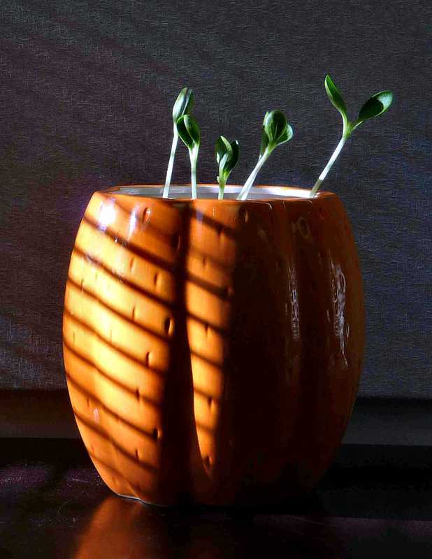 Mini Pumpkins In Planter 9-2-2010 edit.JPG