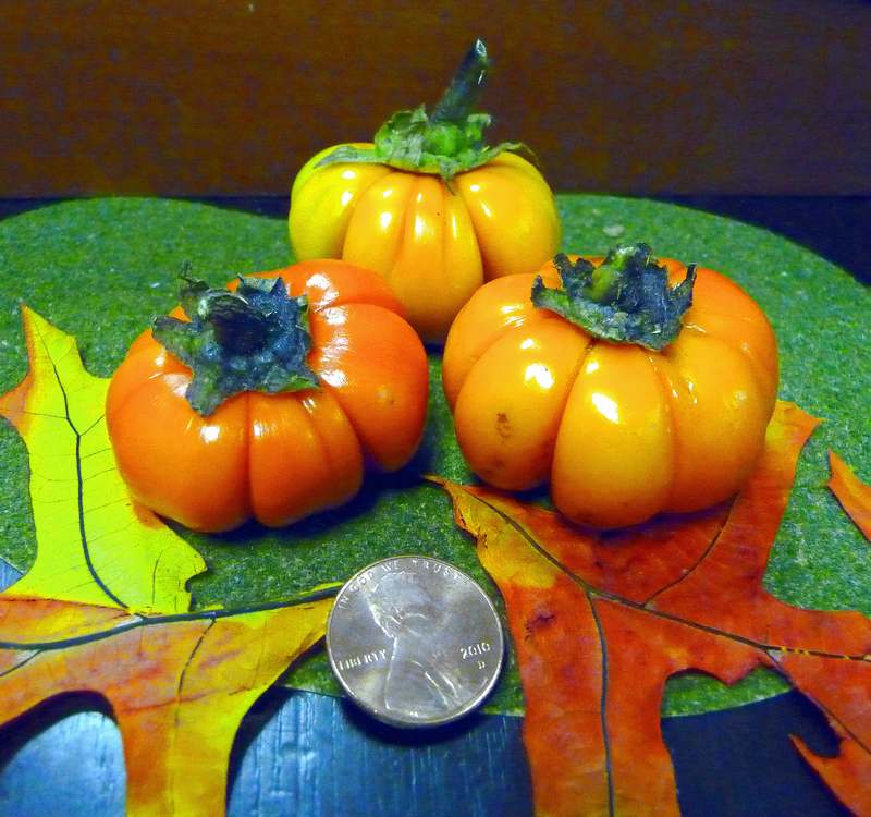 Pumpkin Tree size 2010.JPG