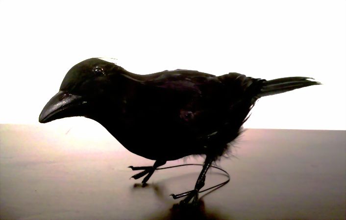 New Crow 7-14-2011.JPG