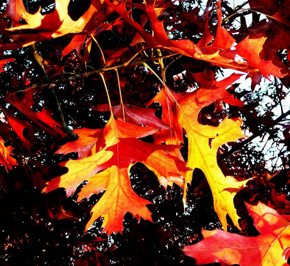 Red Oak Backlit 2013 for HDC.JPG