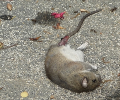 The Dirty Rat.JPG