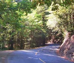 Alpine Rd near Redwood grove.JPG