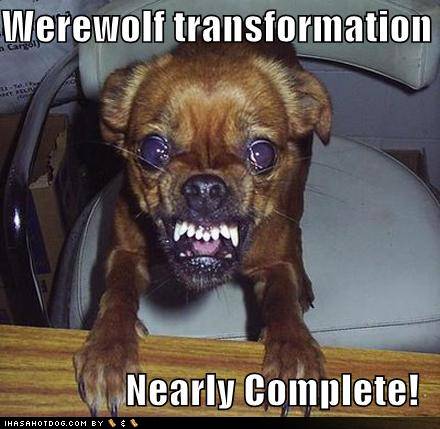 werechihuahua.jpg